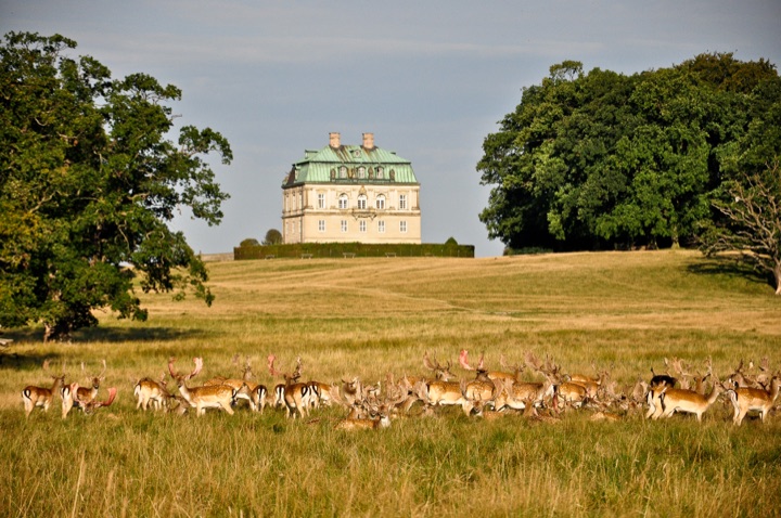 Deer grazing below the Hermitage hunting lodge in Dyrehaven